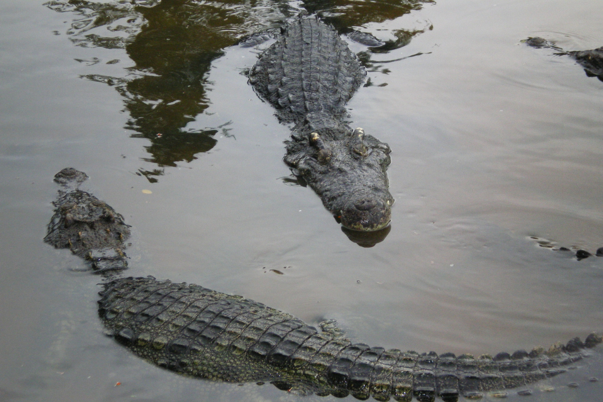 Florida LLC Partner Buyout